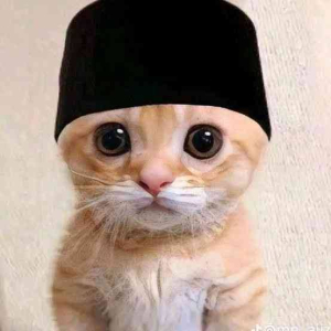 poes 🇵🇸